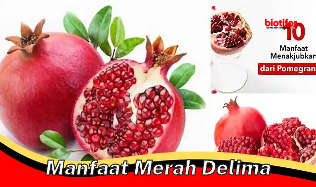 manfaat merah delima