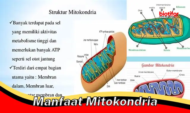 manfaat mitokondria