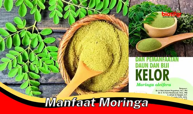 manfaat moringa