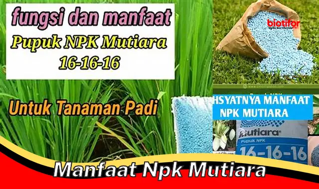 manfaat npk mutiara