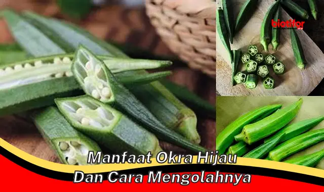 manfaat okra hijau dan cara mengolahnya