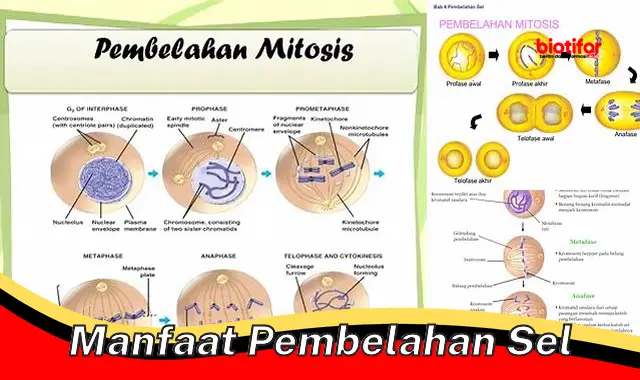 Ungkap Manfaat Pembelahan Sel Yang Jarang Diketahui