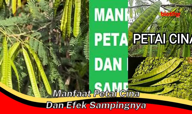 Temukan Manfaat Mengejutkan Petai Cina yang Jarang Diketahui