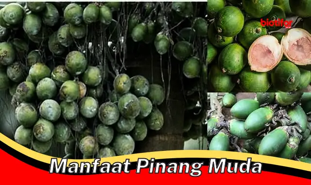 manfaat pinang muda