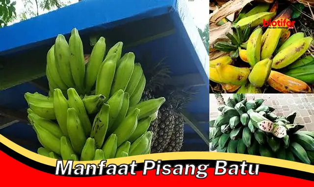 manfaat pisang batu