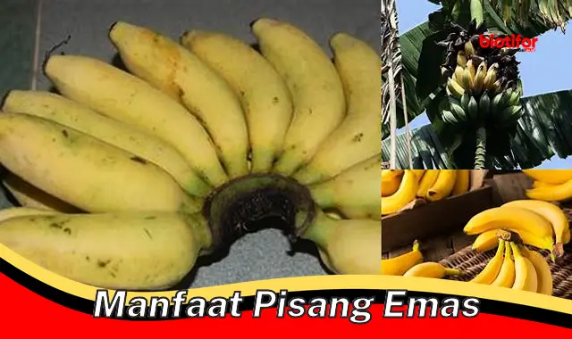 manfaat pisang emas