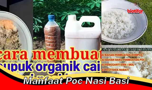 Temukan Manfaat POC Nasi Basi yang Belum Anda Ketahui