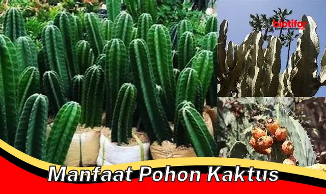 manfaat pohon kaktus