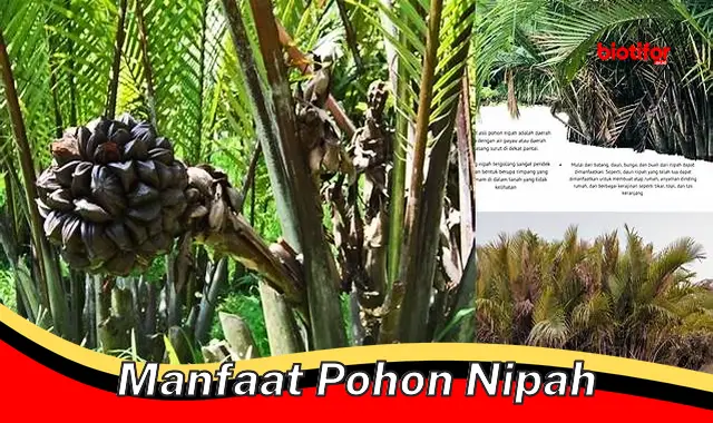 Temukan 5 Manfaat Pohon Nipah yang Jarang Diketahui - Biotifor