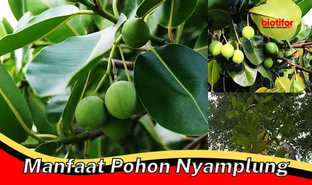 manfaat pohon nyamplung