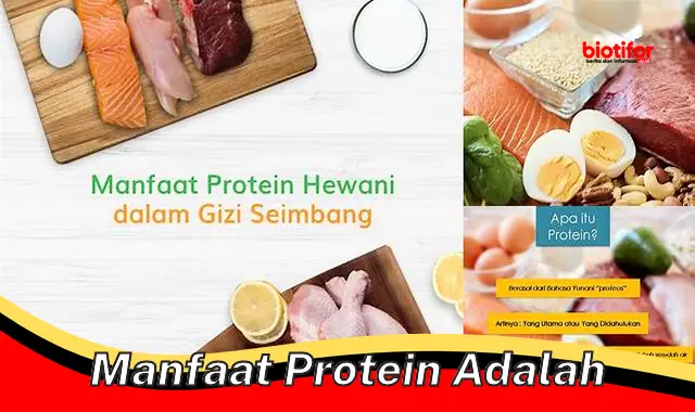 Temukan 5 Manfaat Protein yang Jarang Diketahui