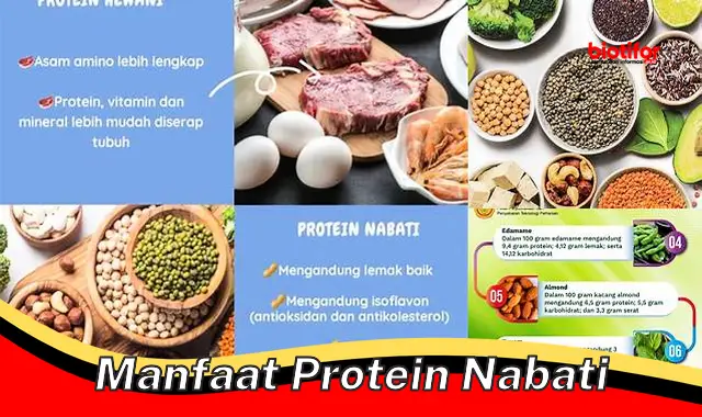 manfaat protein nabati