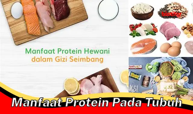 manfaat protein pada tubuh