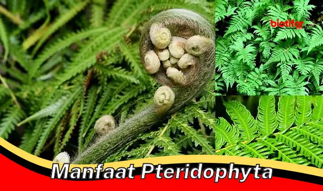 manfaat pteridophyta