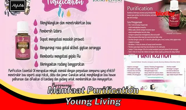 manfaat purification young living