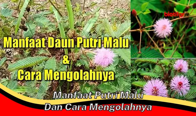 manfaat putri malu dan cara mengolahnya