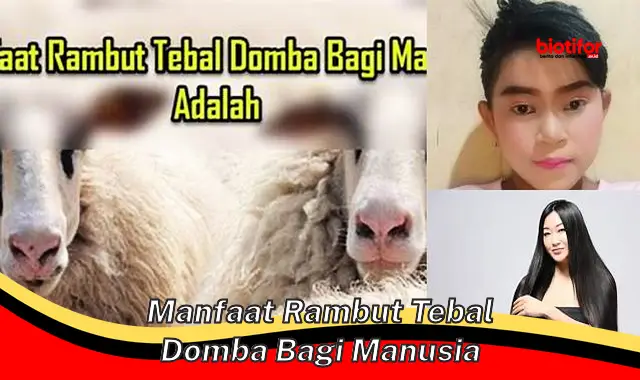 manfaat rambut tebal domba bagi manusia