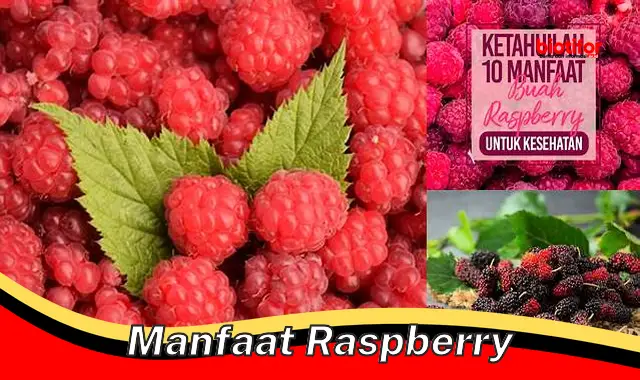 manfaat raspberry