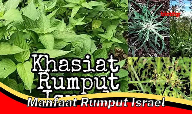 manfaat rumput israel