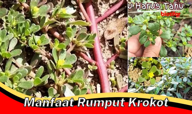 Temukan 5 Manfaat Rumput Krokot yang Jarang Diketahui