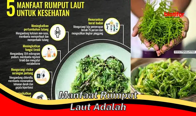 manfaat rumput laut adalah