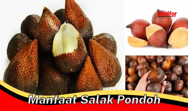 manfaat salak pondoh