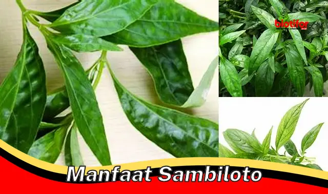 manfaat sambiloto