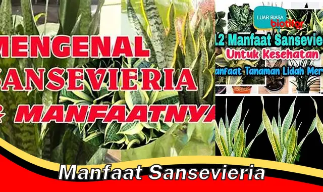 manfaat sansevieria