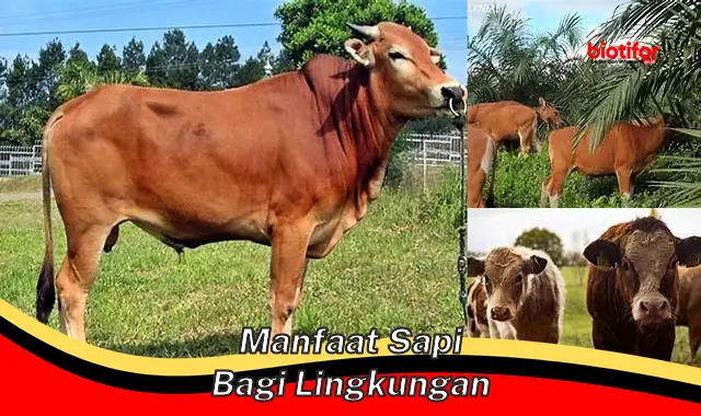 manfaat sapi bagi lingkungan