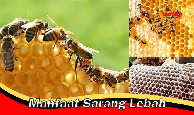 Temukan Manfaat Sarang Lebah yang Jarang Diketahui