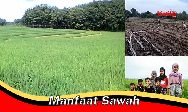 manfaat sawah