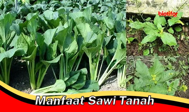 manfaat sawi tanah