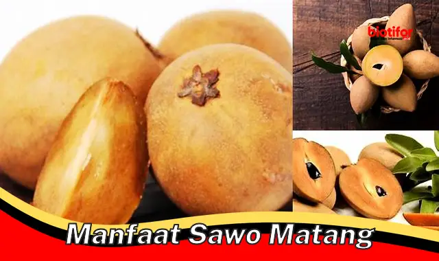 manfaat sawo matang