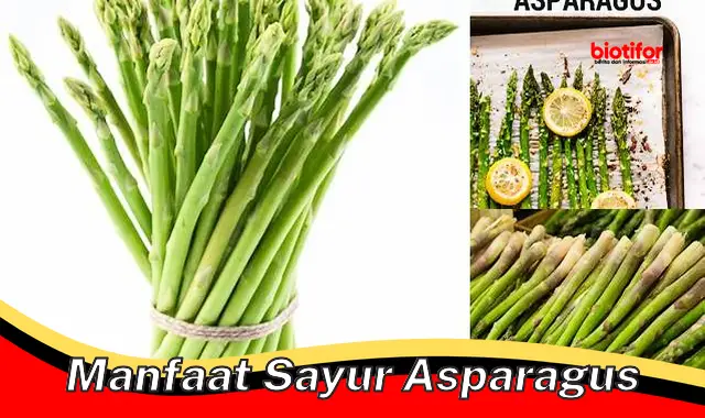 manfaat sayur asparagus