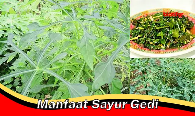 manfaat sayur gedi