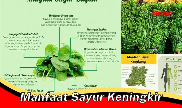 manfaat sayur keningkir