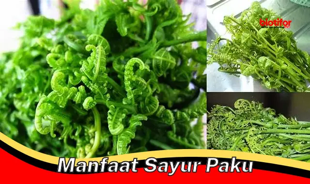 manfaat sayur paku