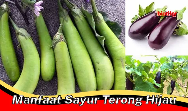 manfaat sayur terong hijau