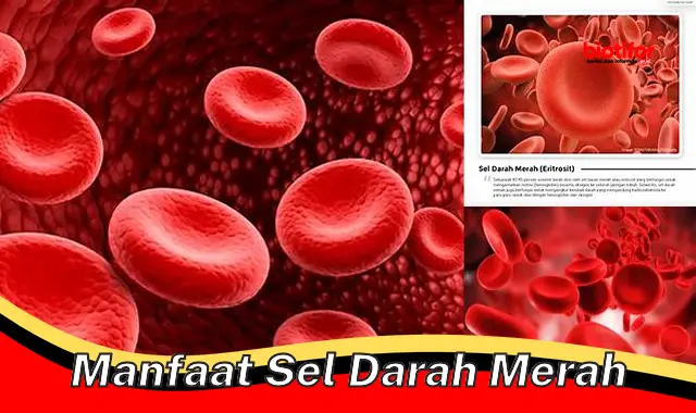 manfaat sel darah merah