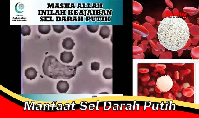 manfaat sel darah putih