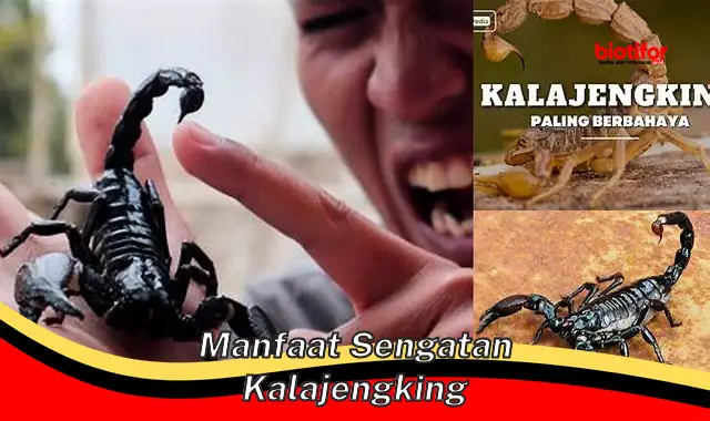 manfaat sengatan kalajengking