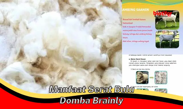 manfaat serat bulu domba brainly