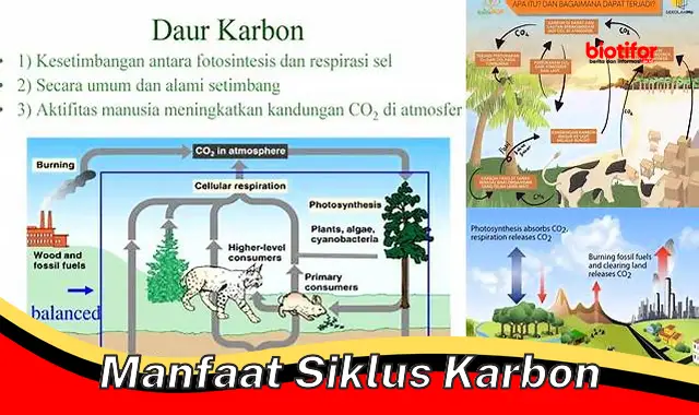 manfaat siklus karbon