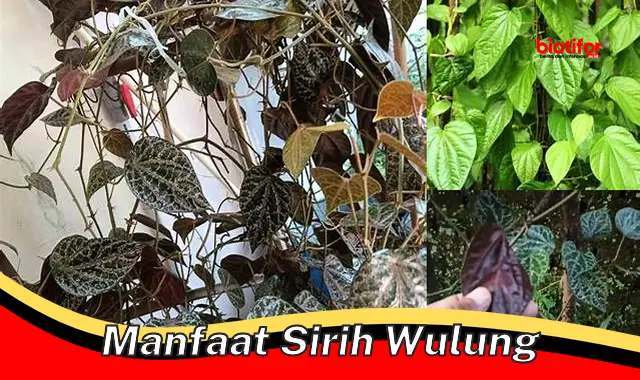 manfaat sirih wulung