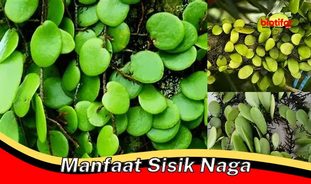 manfaat sisik naga