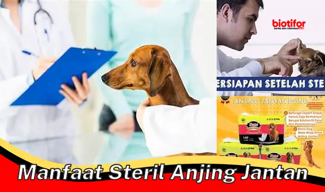 manfaat steril anjing jantan