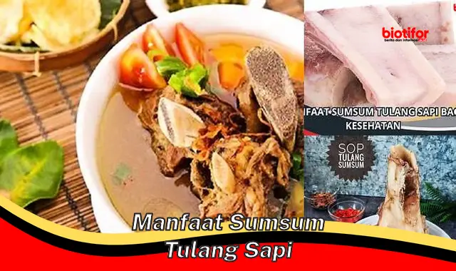 manfaat sumsum tulang sapi