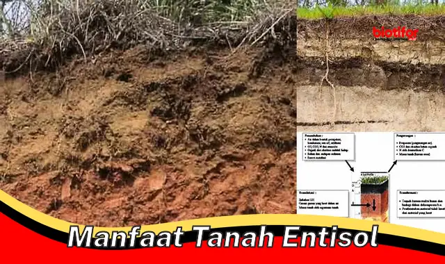 Temukan Manfaat Tanah Entisol yang Jarang Diketahui