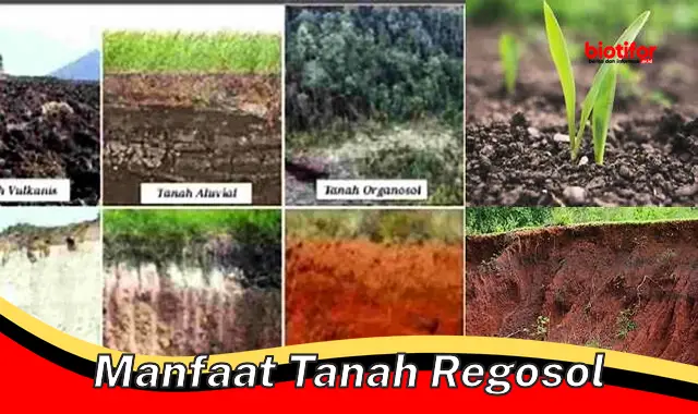 manfaat tanah regosol