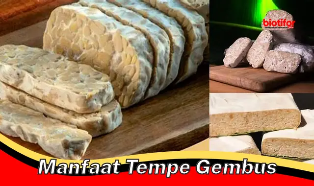 manfaat tempe gembus